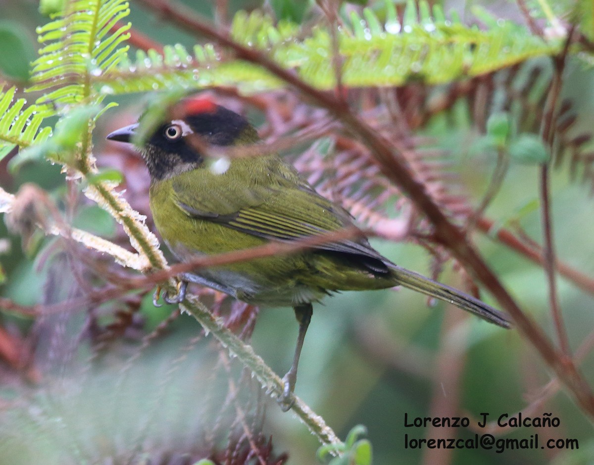 Common Chlorospingus - Lorenzo Calcaño