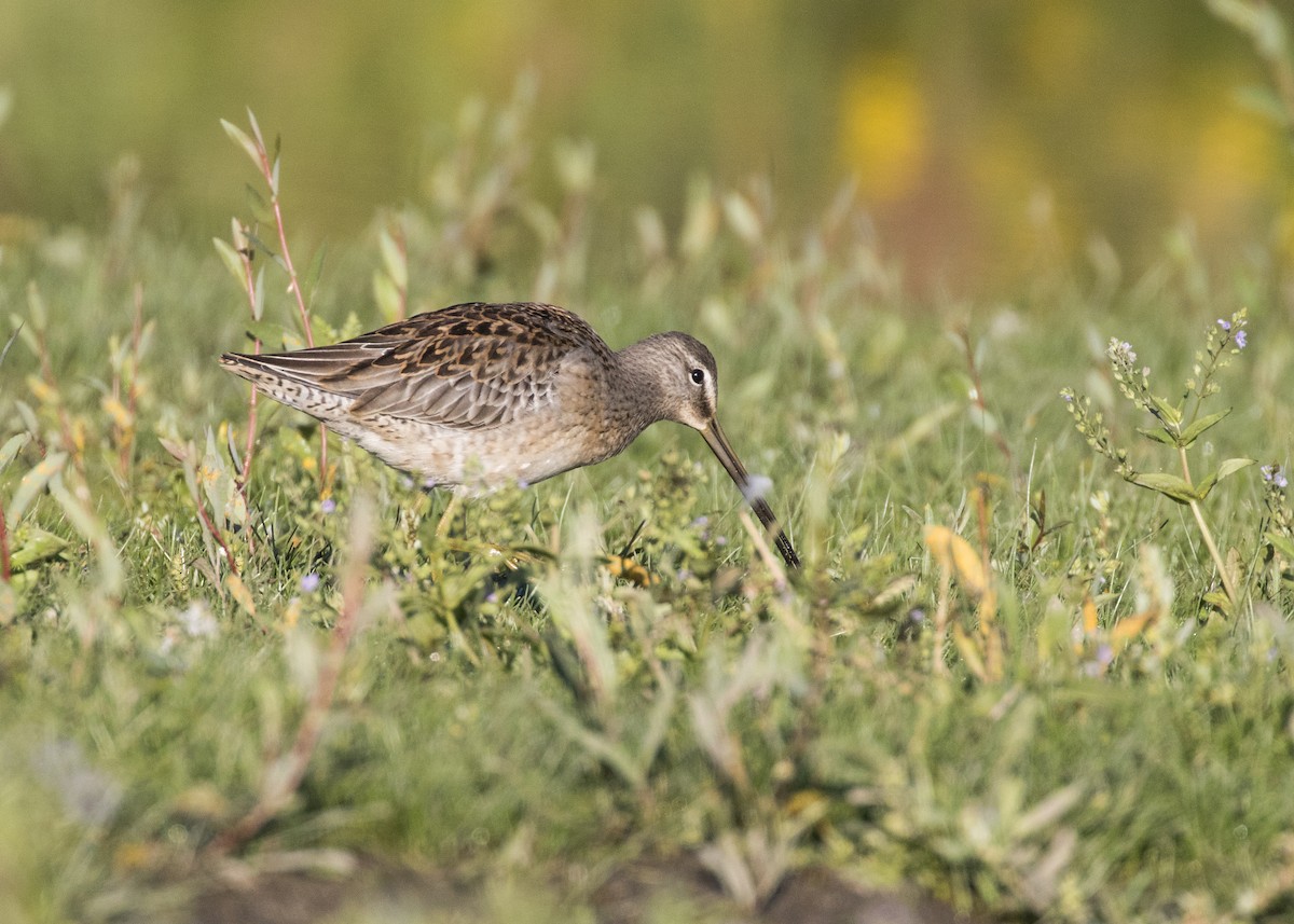 Long-billed Dowitcher - ML261669151