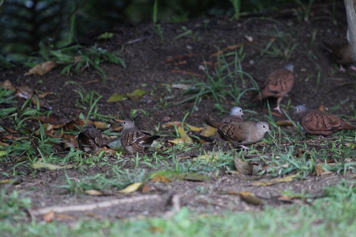 kaneldue - ML261670011