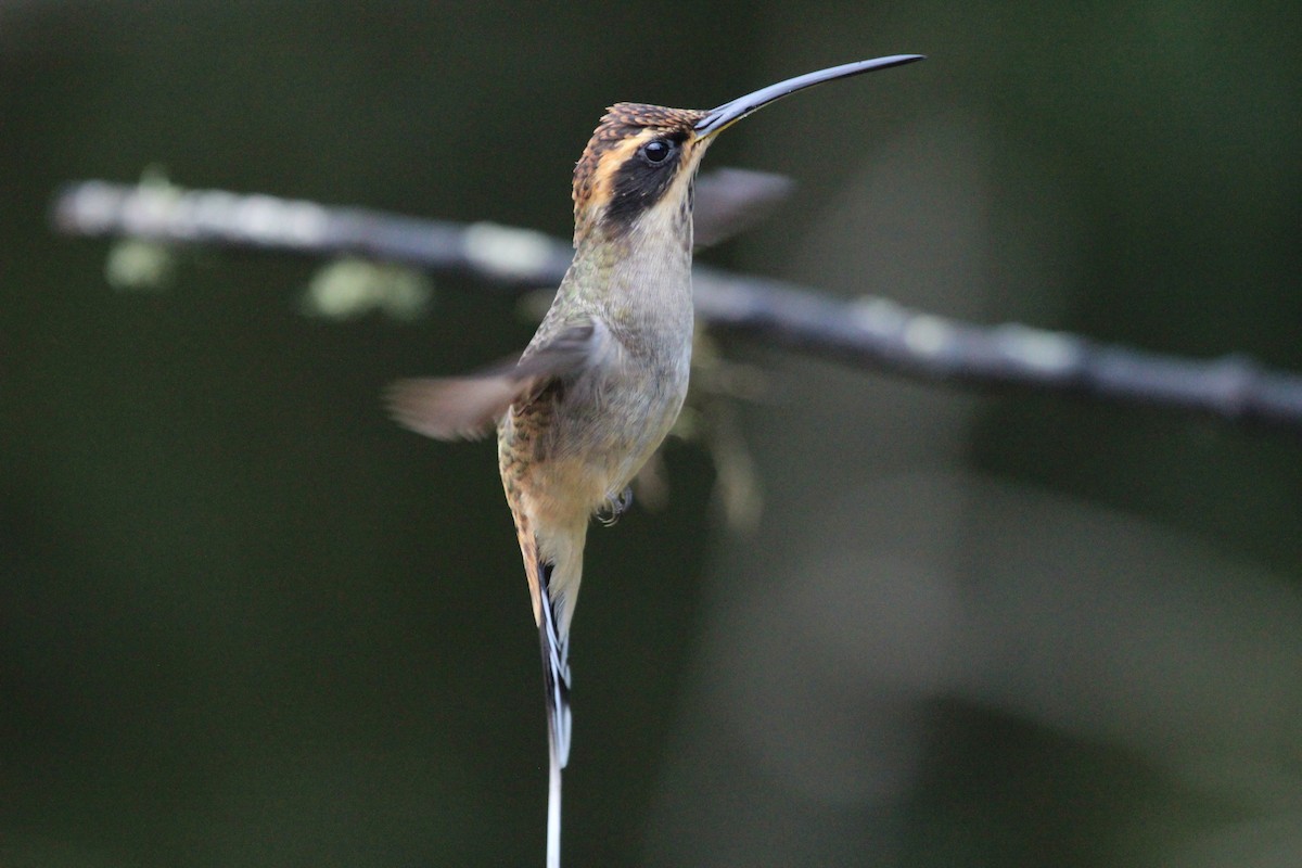 Scale-throated Hermit - ML261670111