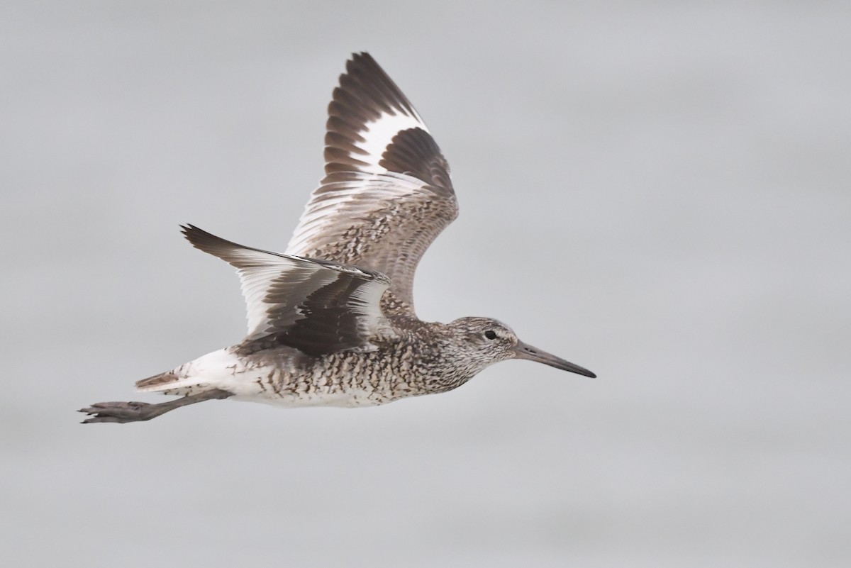 Willet (Eastern) - Jonathan Irons