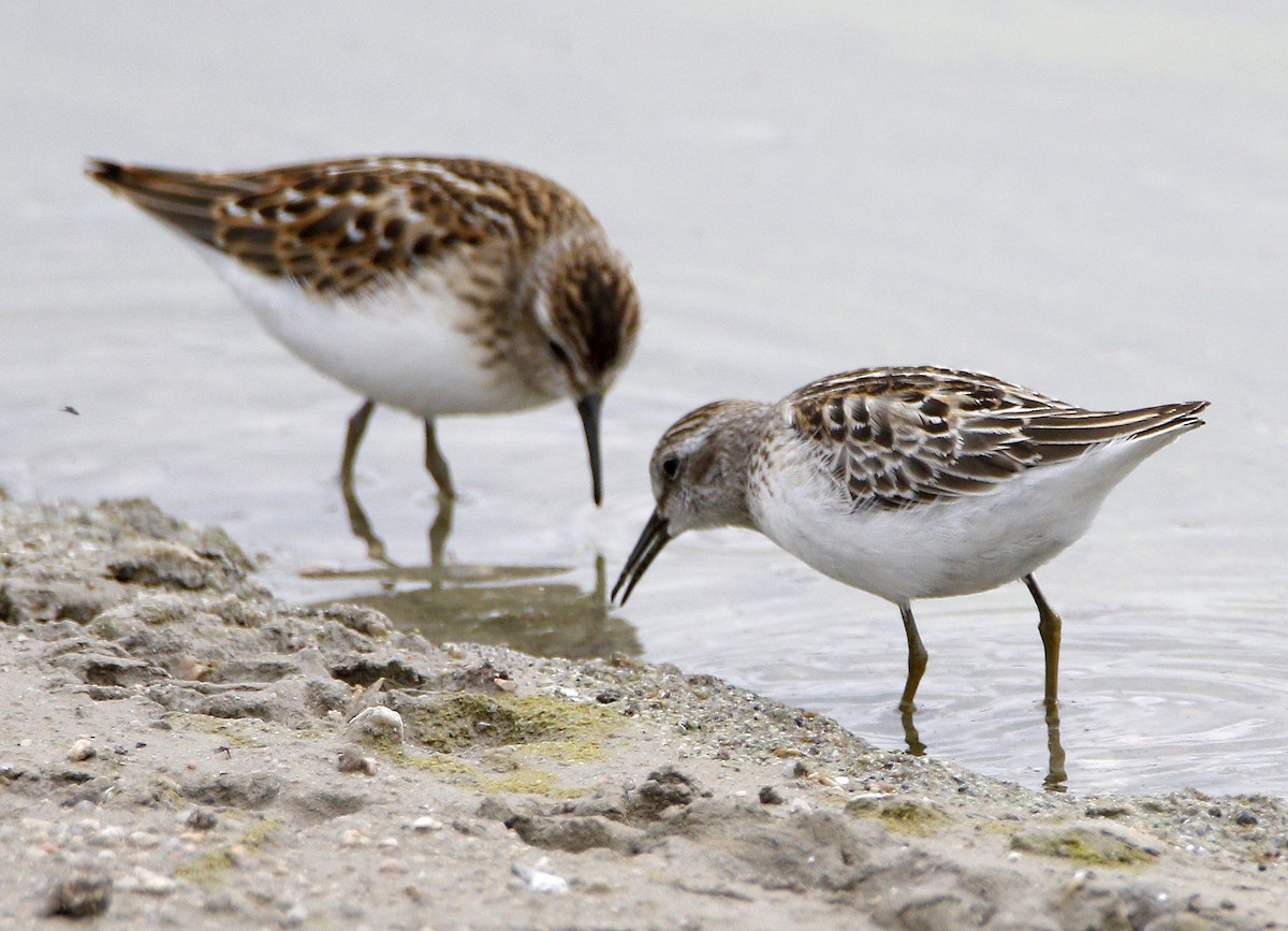 Least Sandpiper - ML261670221