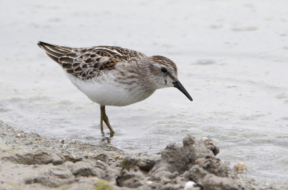 Least Sandpiper - ML261670231