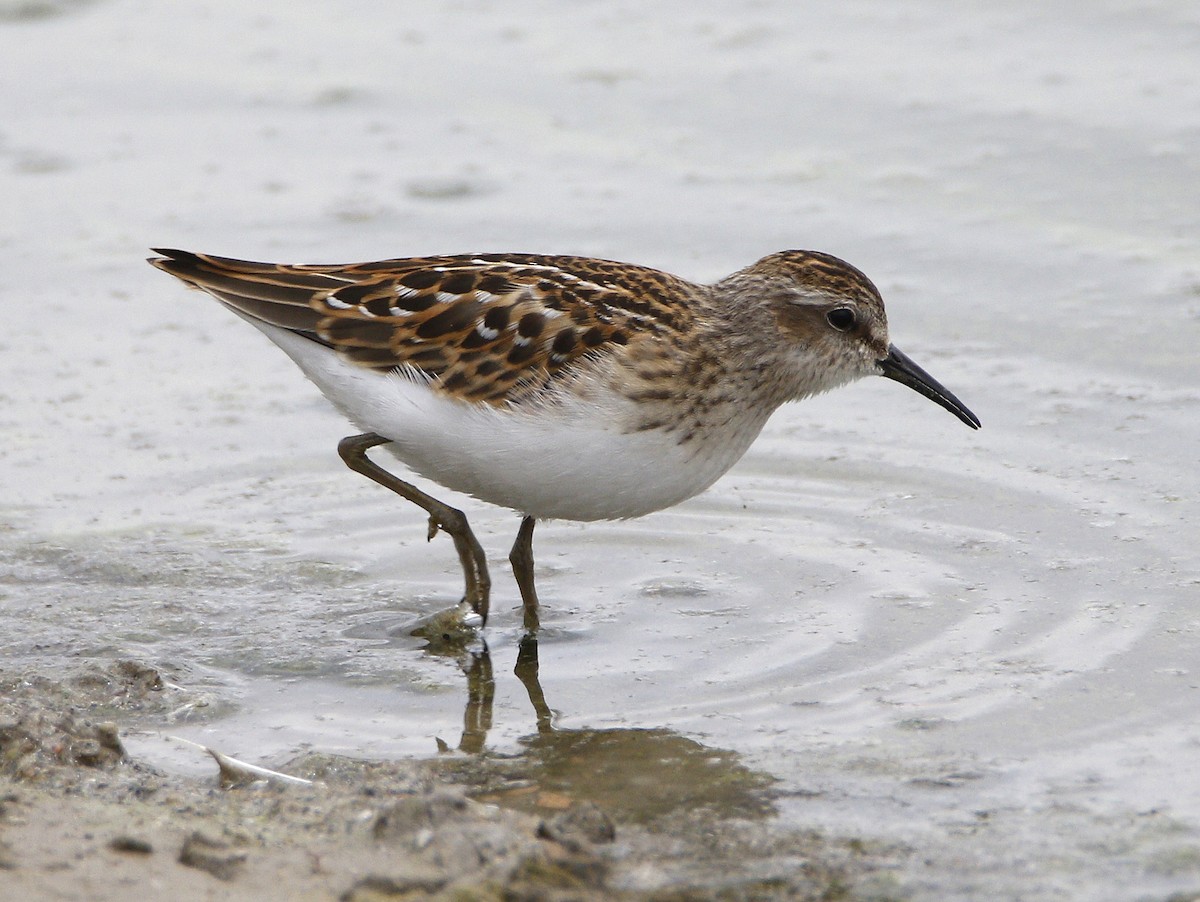 Least Sandpiper - ML261670241