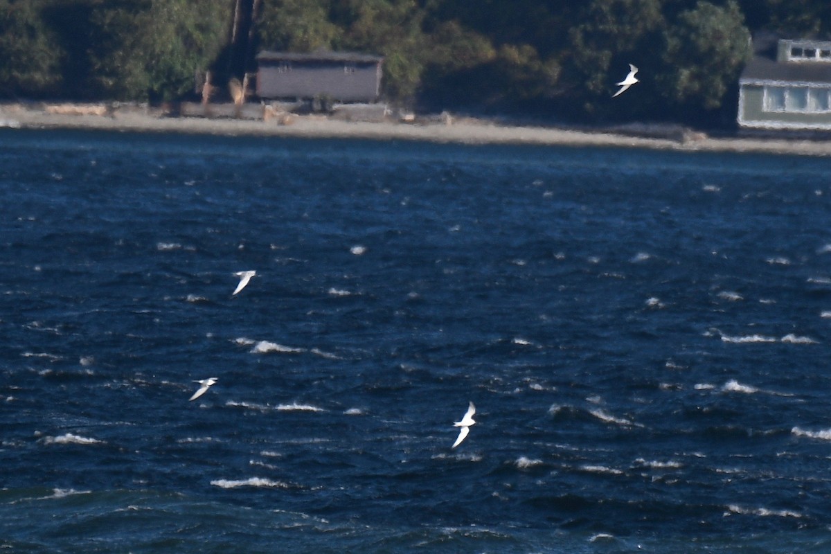 Arctic Tern - ML261670951