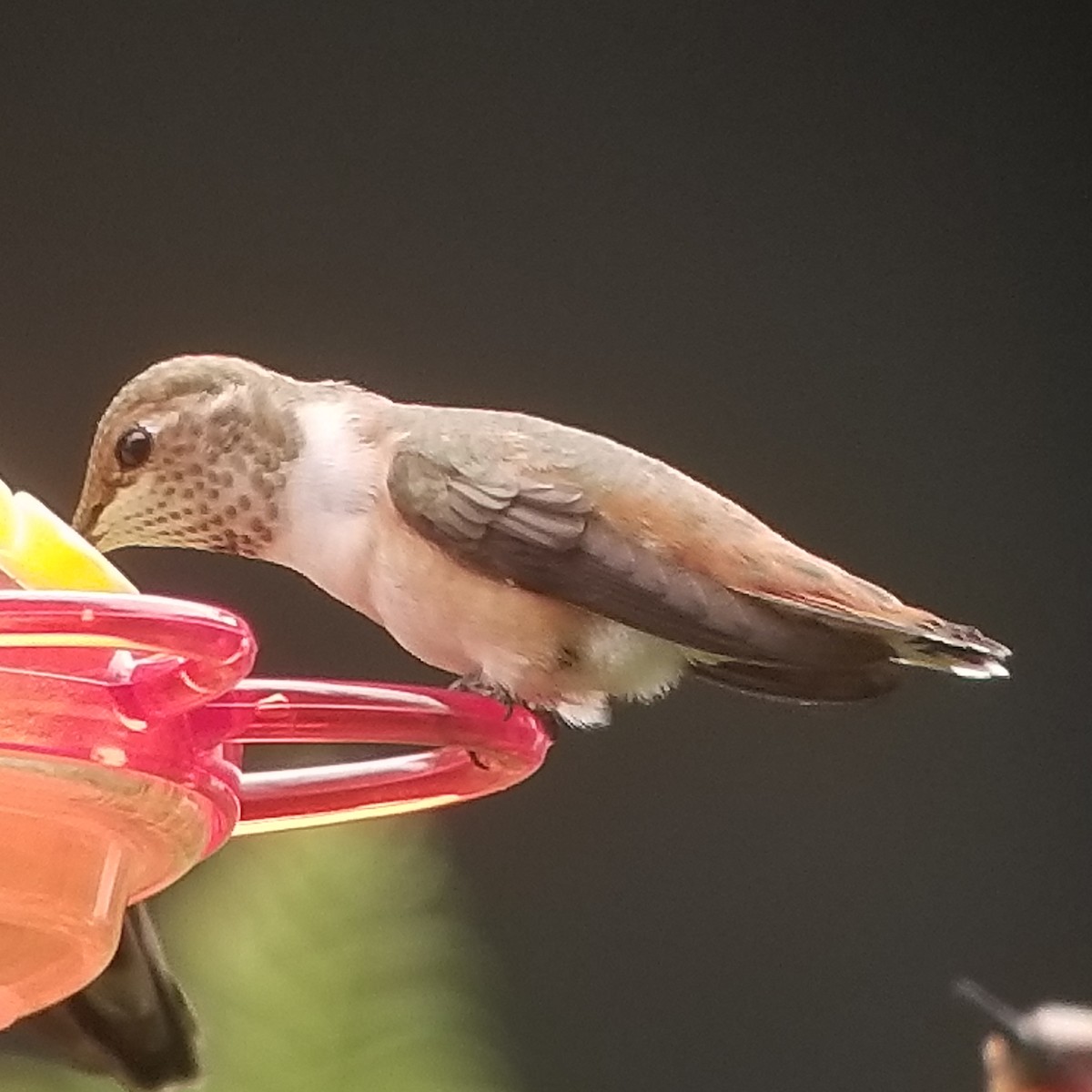 Rufous Hummingbird - ML261670981