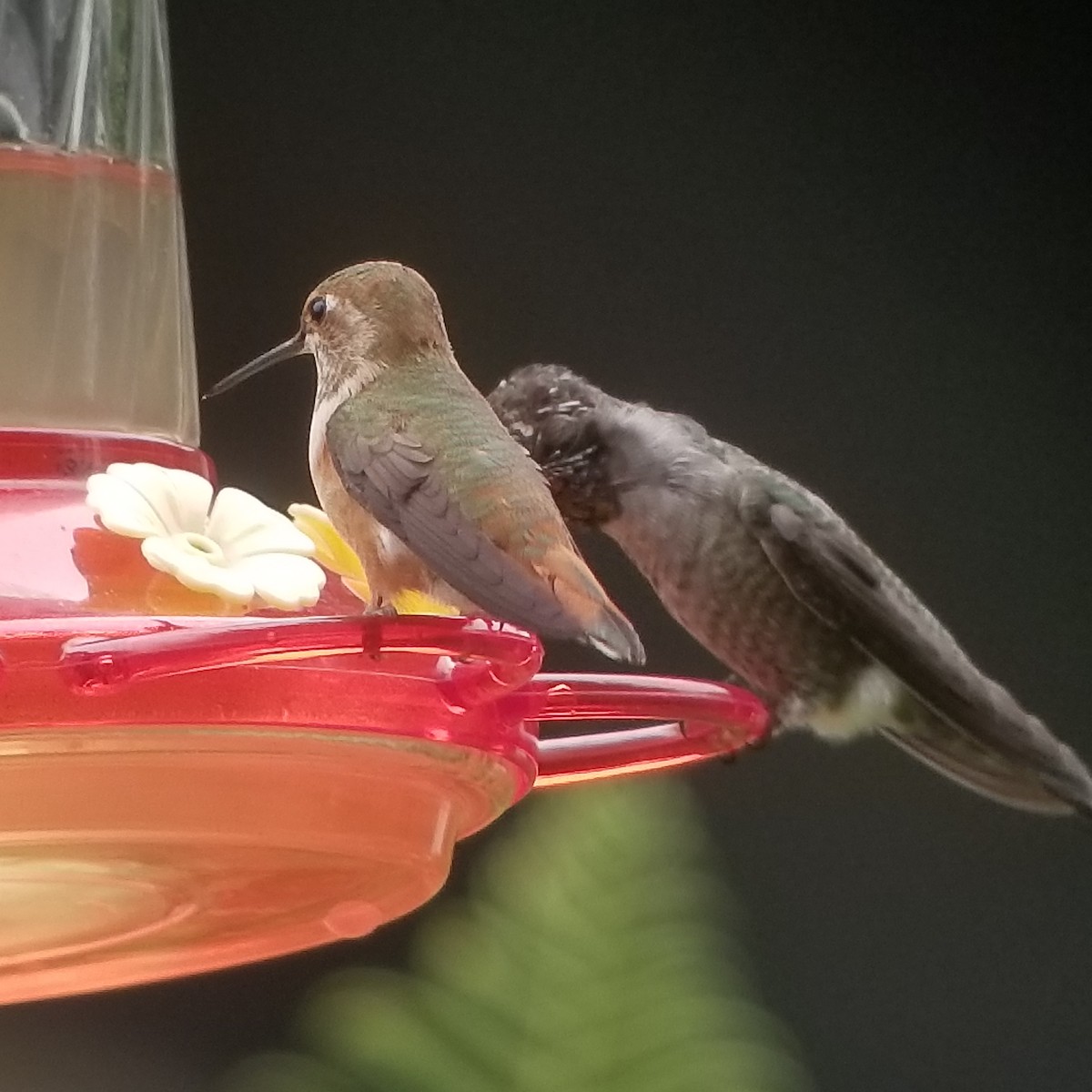 Rufous Hummingbird - ML261671071