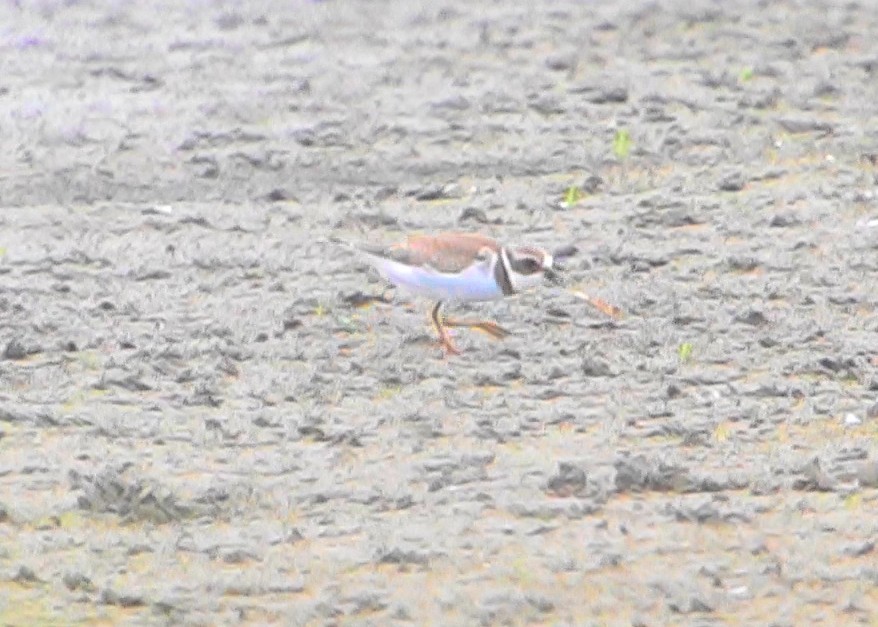 Semipalmated Plover - ML261671131