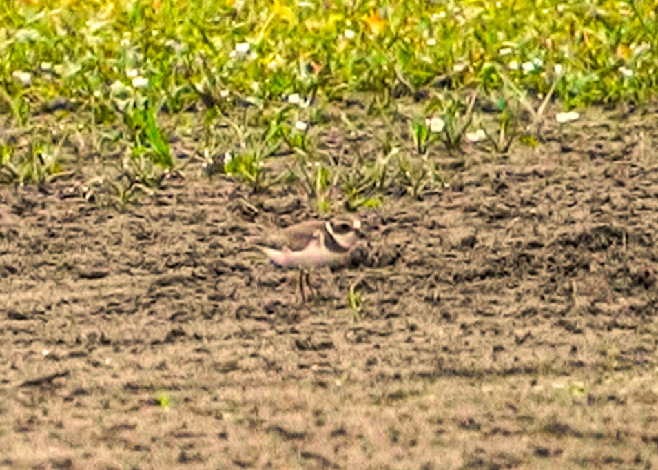 Semipalmated Plover - ML261671191