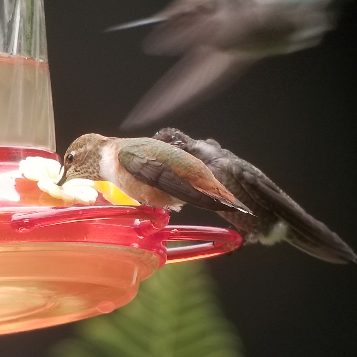 Rufous Hummingbird - ML261671241