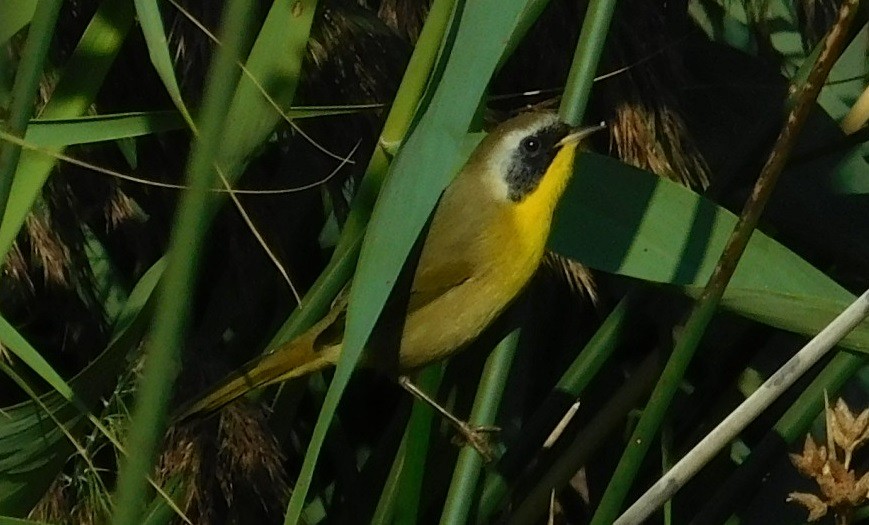 Common Yellowthroat - Mike & MerryLynn  Denny