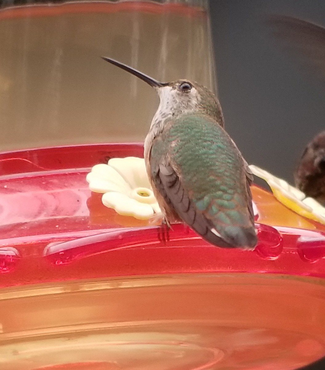 Rufous Hummingbird - ML261673451