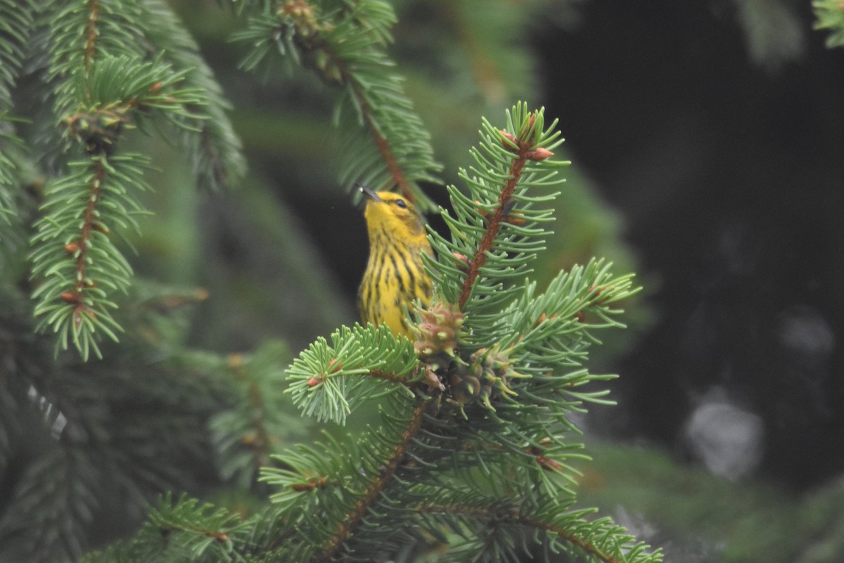 Cape May Warbler - ML261675861