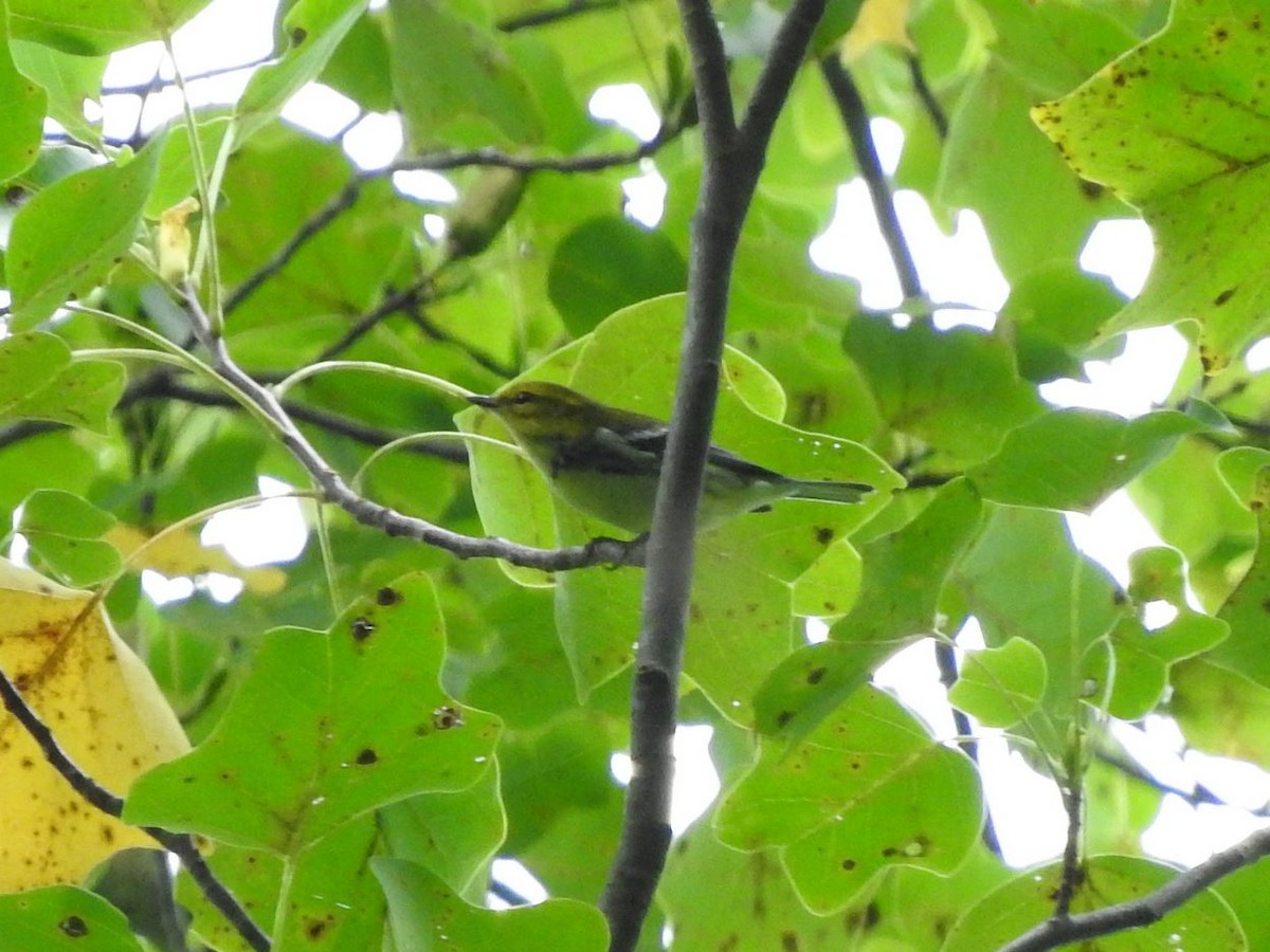 Black-throated Green Warbler - ML261676301