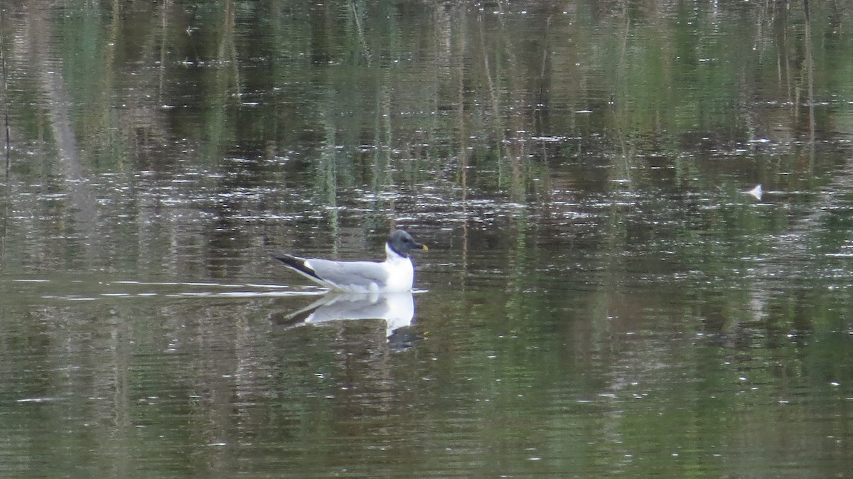 Sabine's Gull - ML261676851