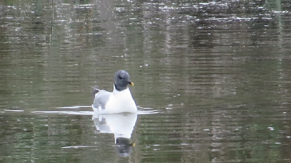 Sabine's Gull - ML261676871