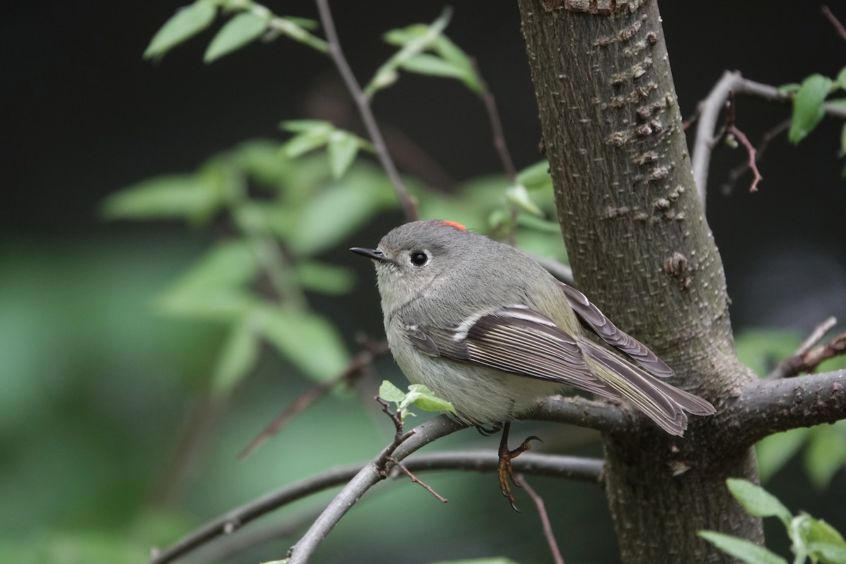 Ruby-crowned Kinglet - Ed Gaillard