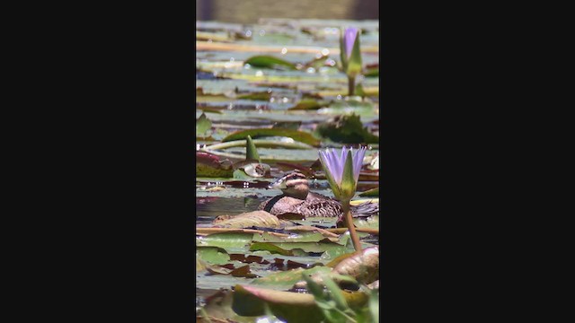 Masked Duck - ML261678861