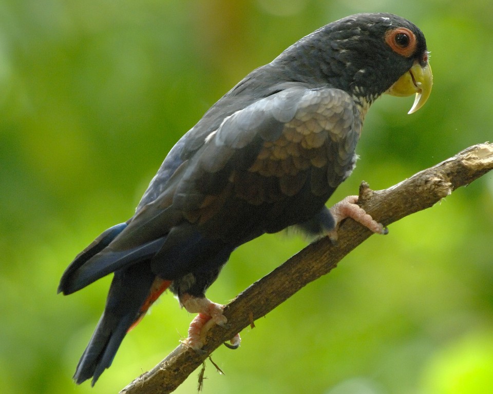 Bronze-winged Parrot - ML261679931