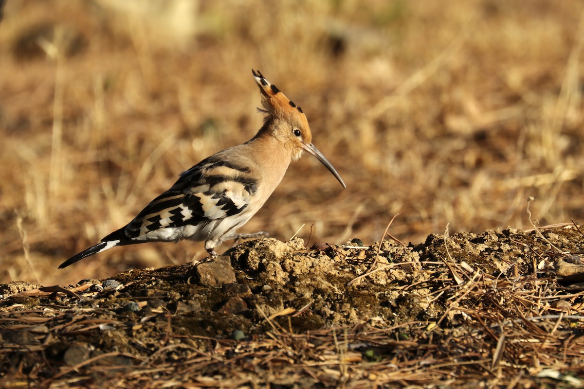 Eurasian Hoopoe - ML261681081