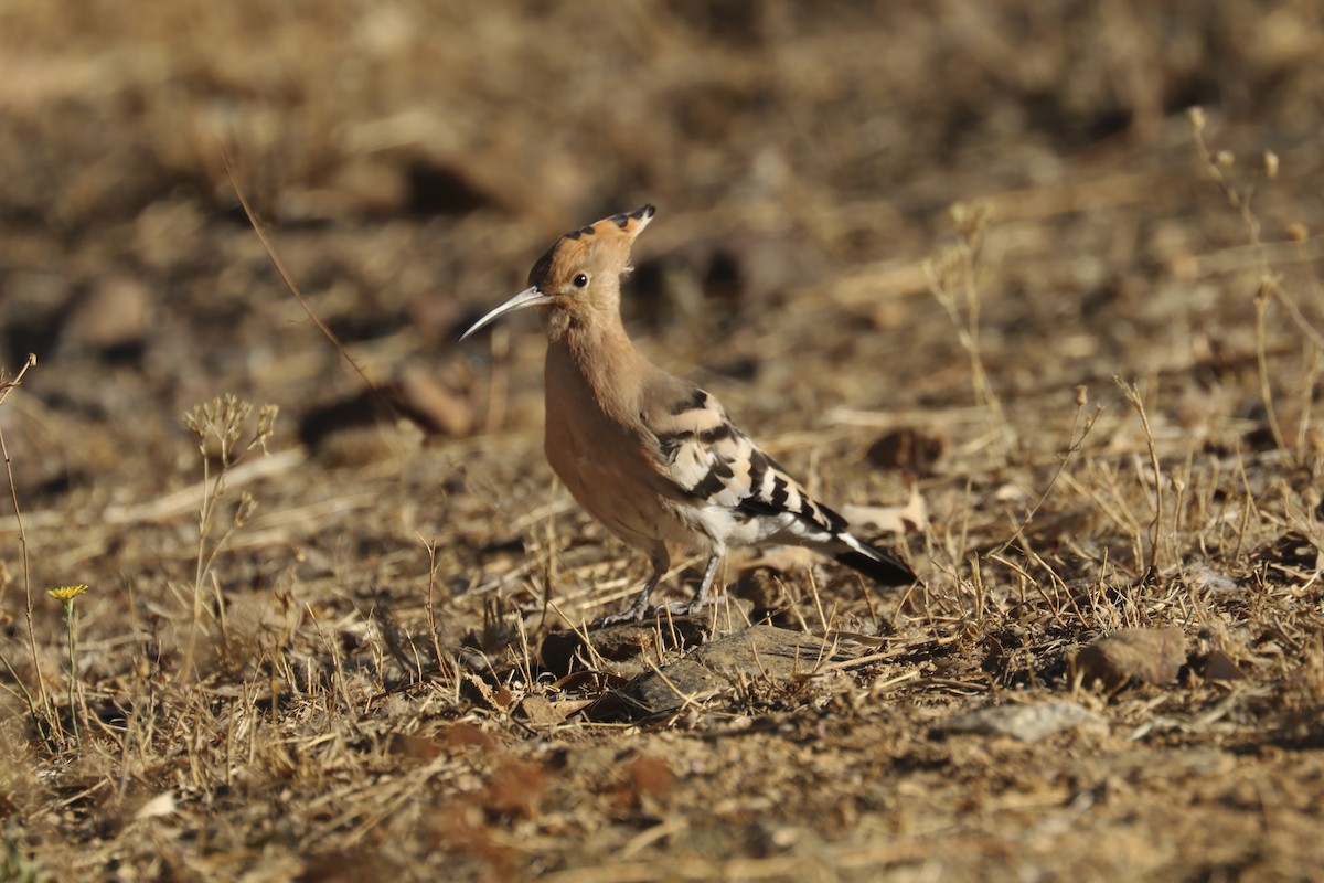 Eurasian Hoopoe - ML261681121