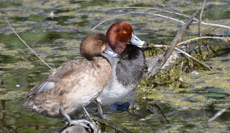 Redhead - ML26168171