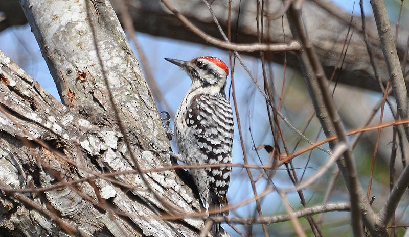 Ladder-backed Woodpecker - ML26168191