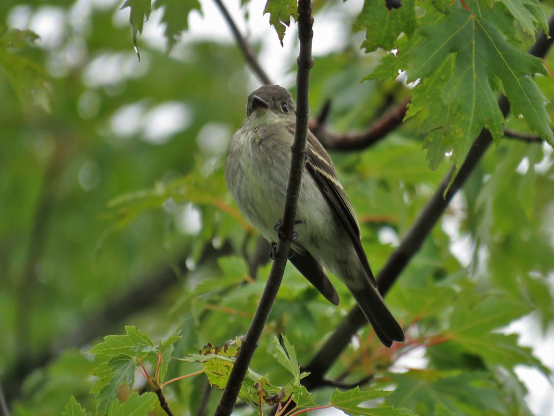 Eastern Wood-Pewee - Thomas Schultz