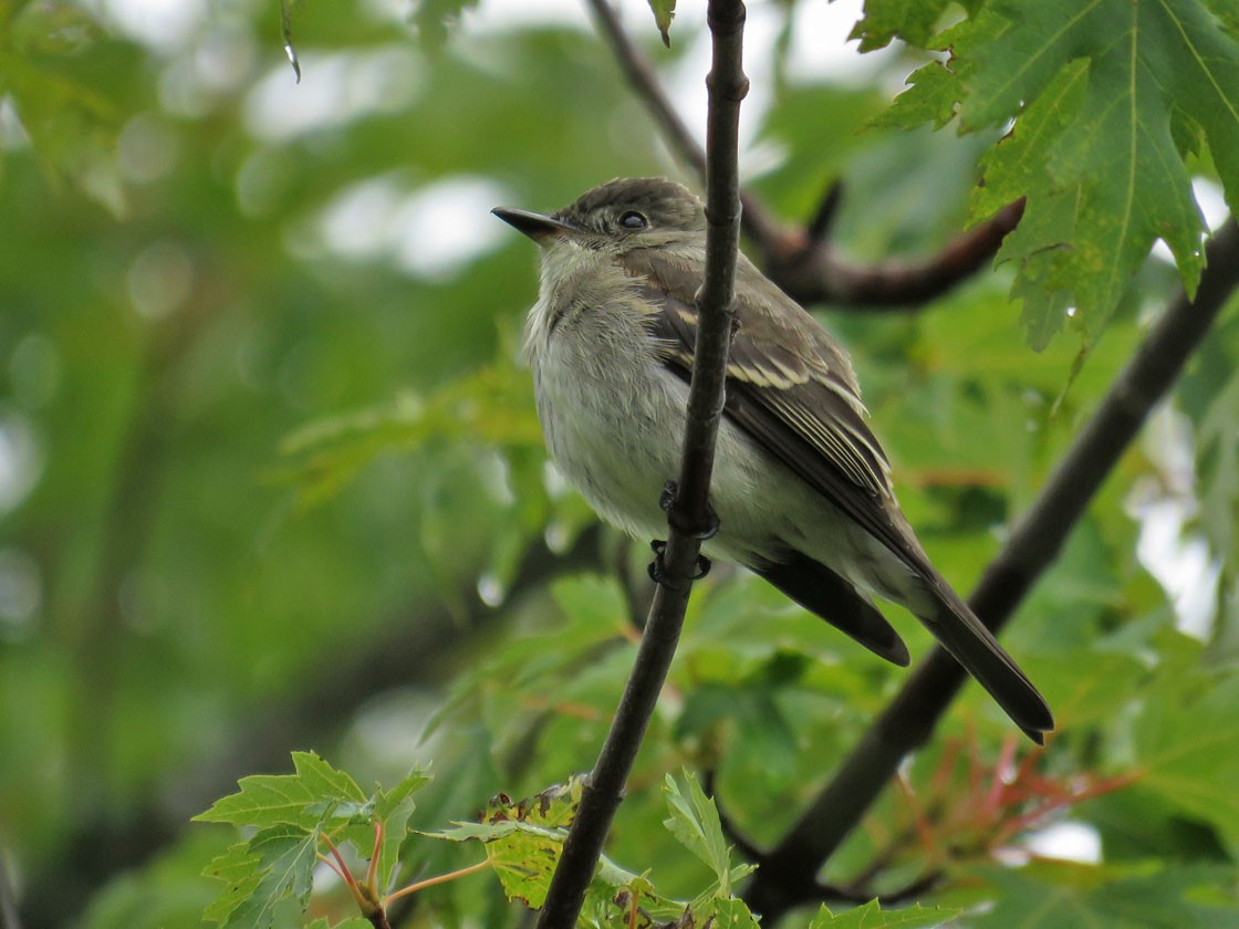 Eastern Wood-Pewee - Thomas Schultz