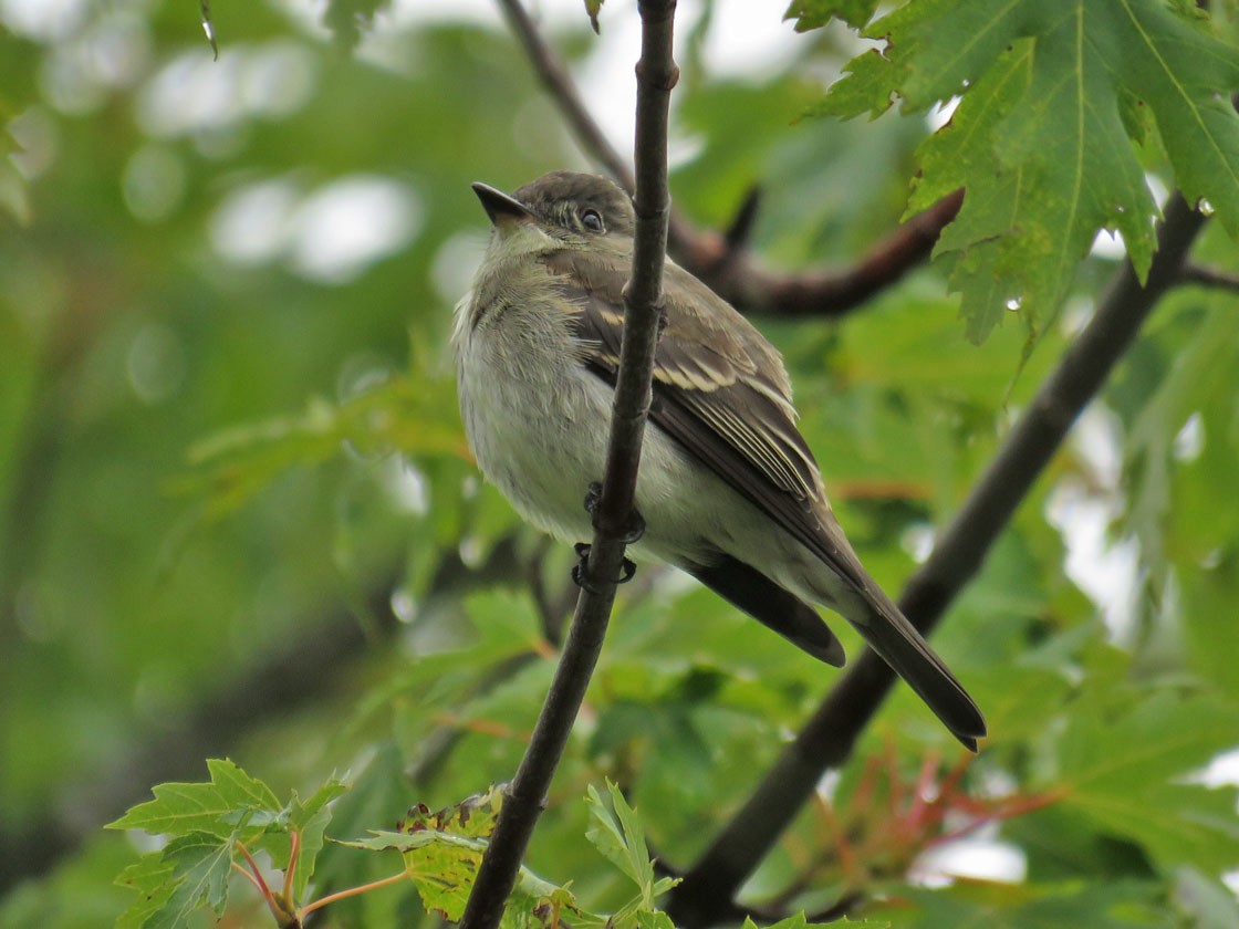 Eastern Wood-Pewee - Thomas Schultz