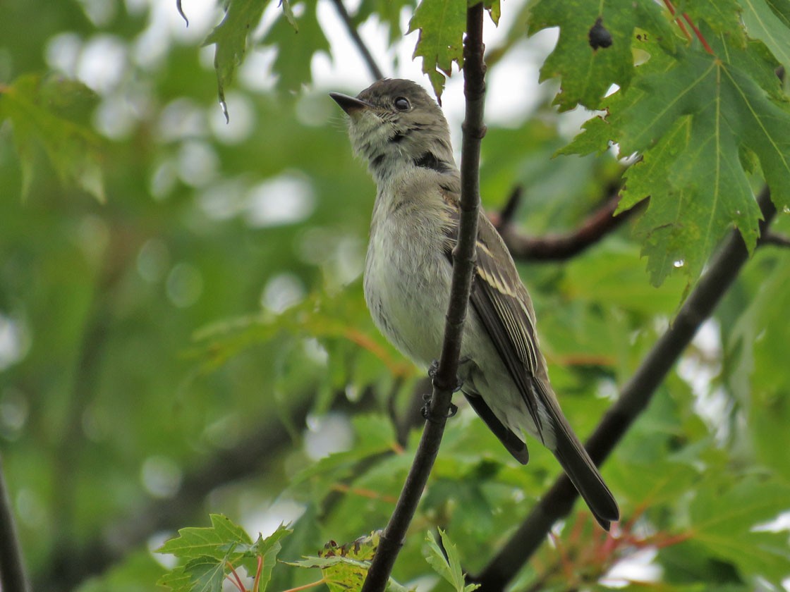 Eastern Wood-Pewee - Thomas Schultz