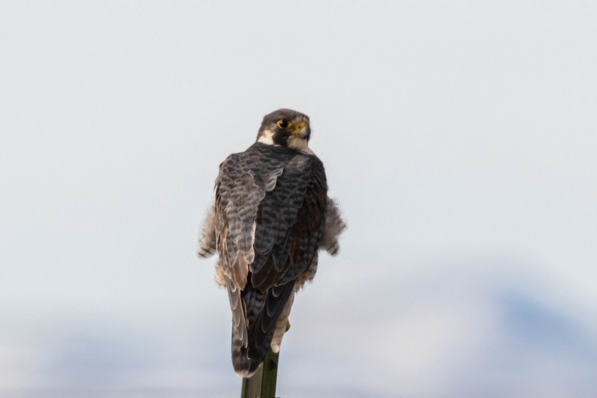Peregrine Falcon - Bob Friedrichs