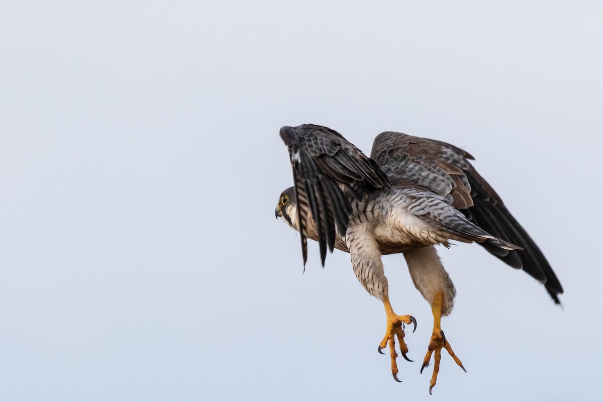 Peregrine Falcon - ML261686011