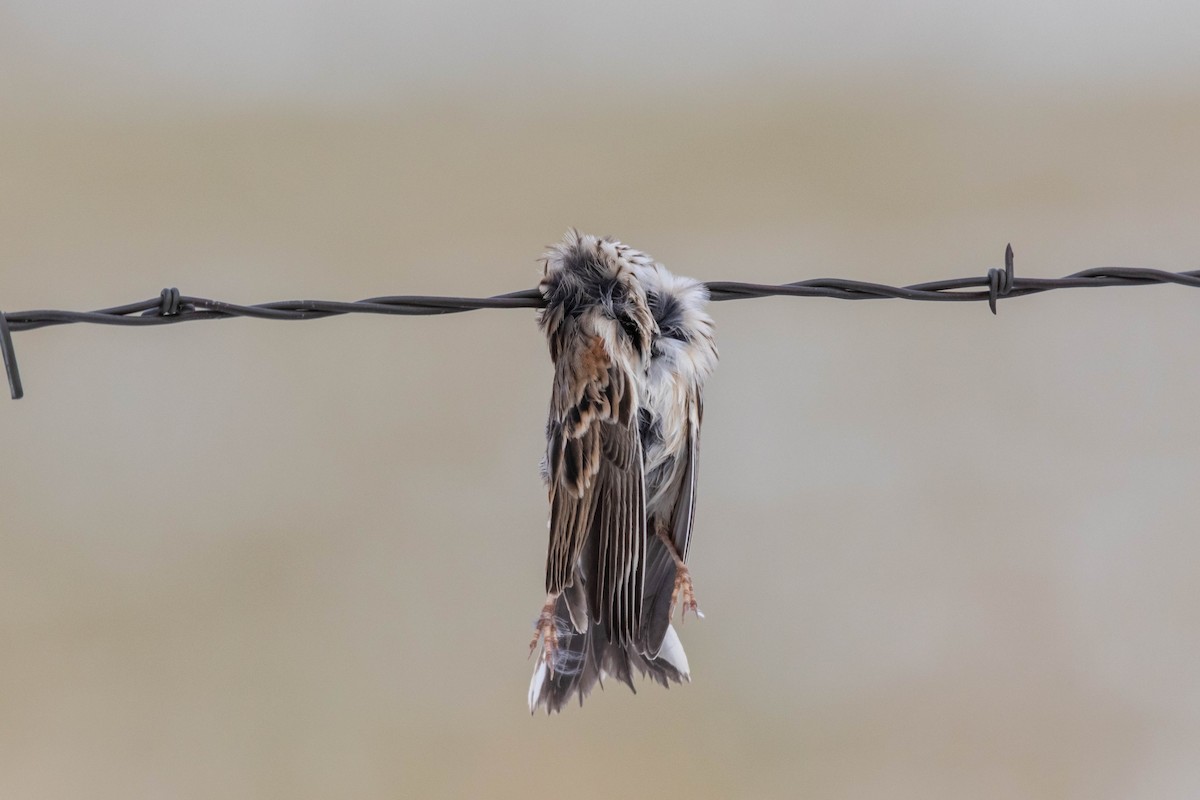 Loggerhead Shrike - ML261686191