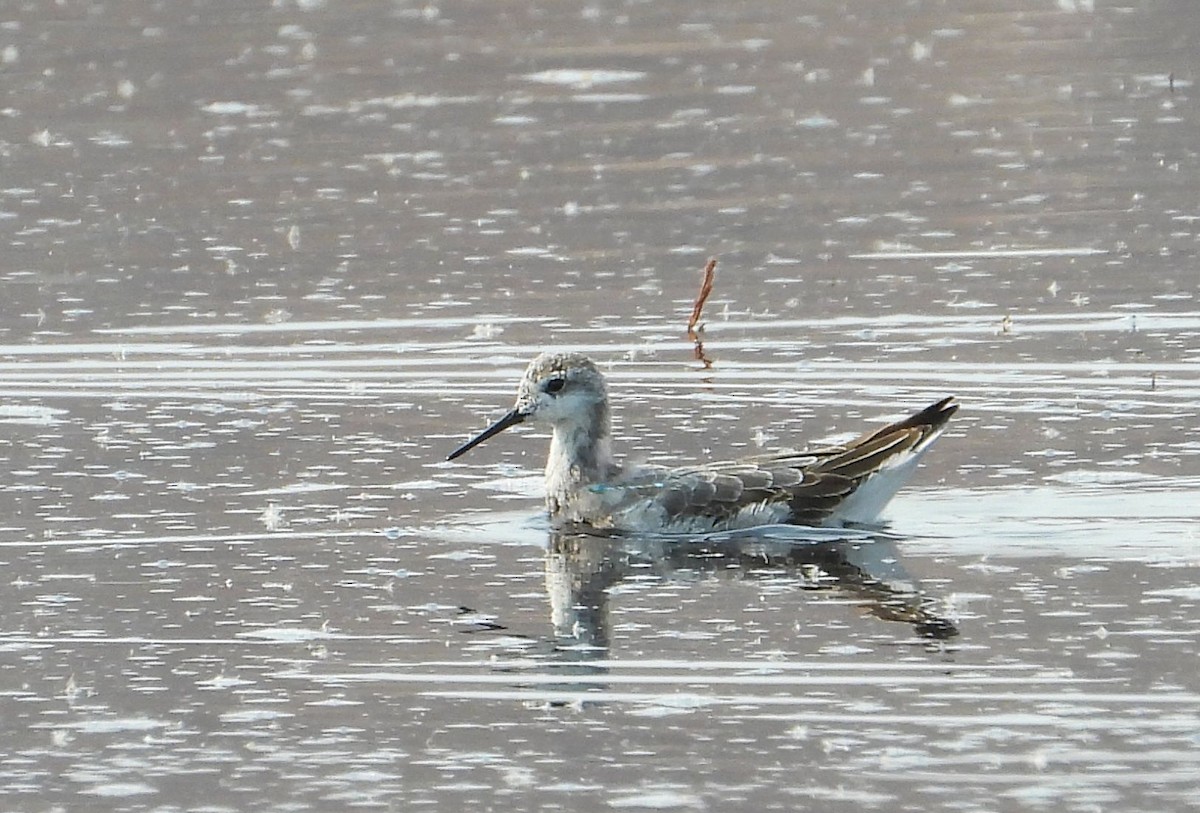 hvithalesvømmesnipe - ML261686401