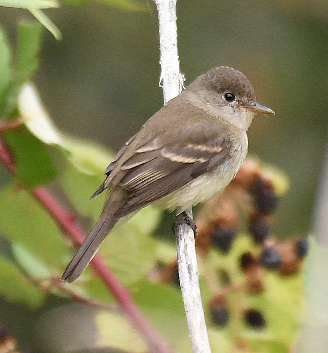 Willow Flycatcher - ML261686661