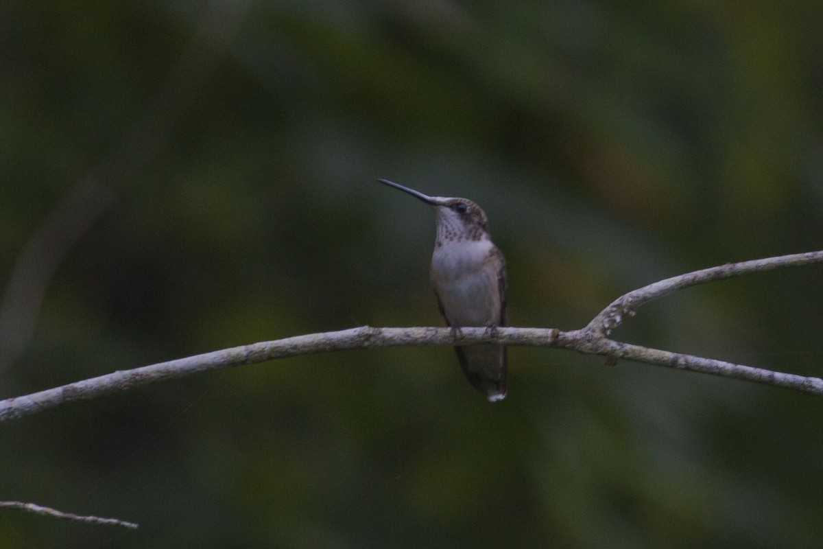 Ruby-throated Hummingbird - ML261688541