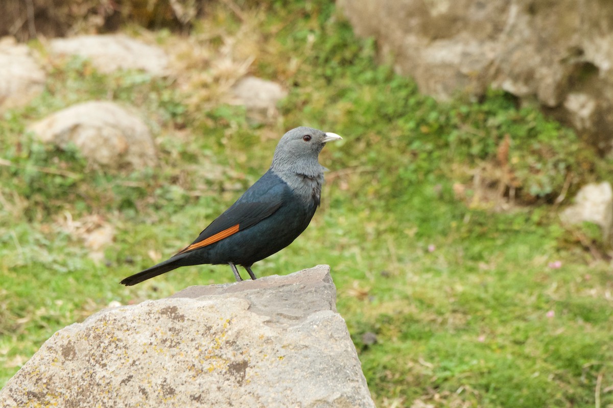 White-billed Starling - ML261689541