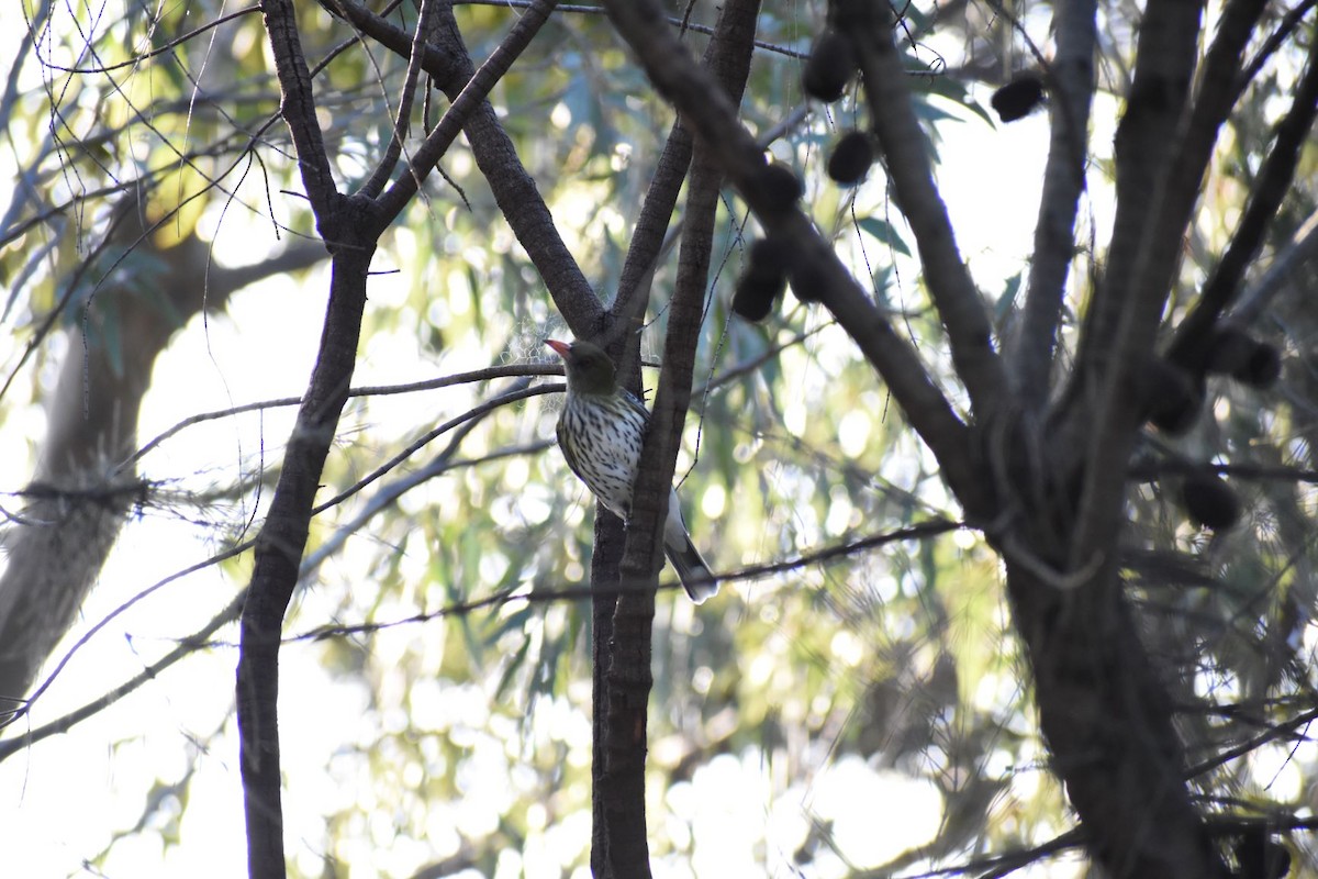 Olive-backed Oriole - ML261690061