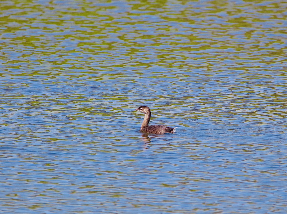 Pied-billed Grebe - ML261691531