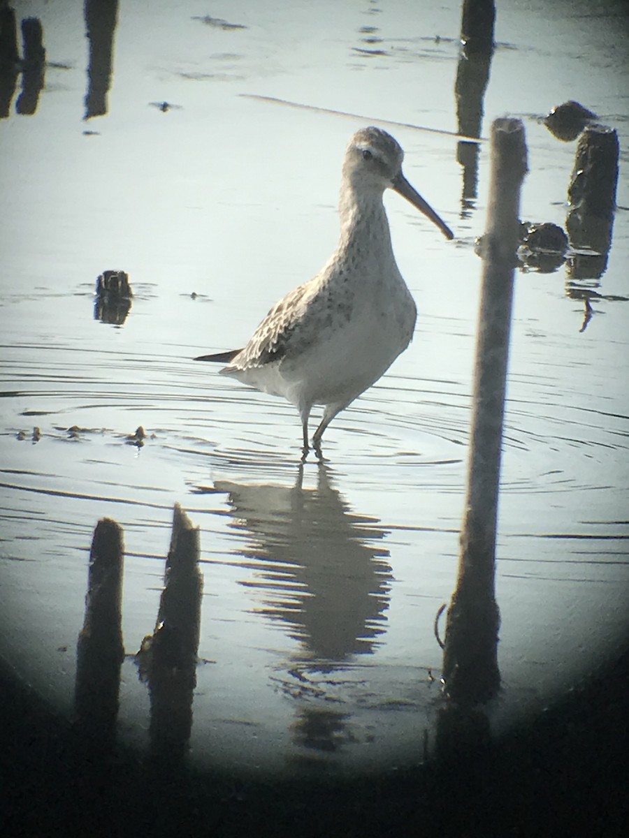 Stilt Sandpiper - ML261692881