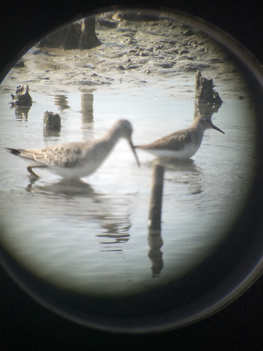 Stilt Sandpiper - Jeff Coker