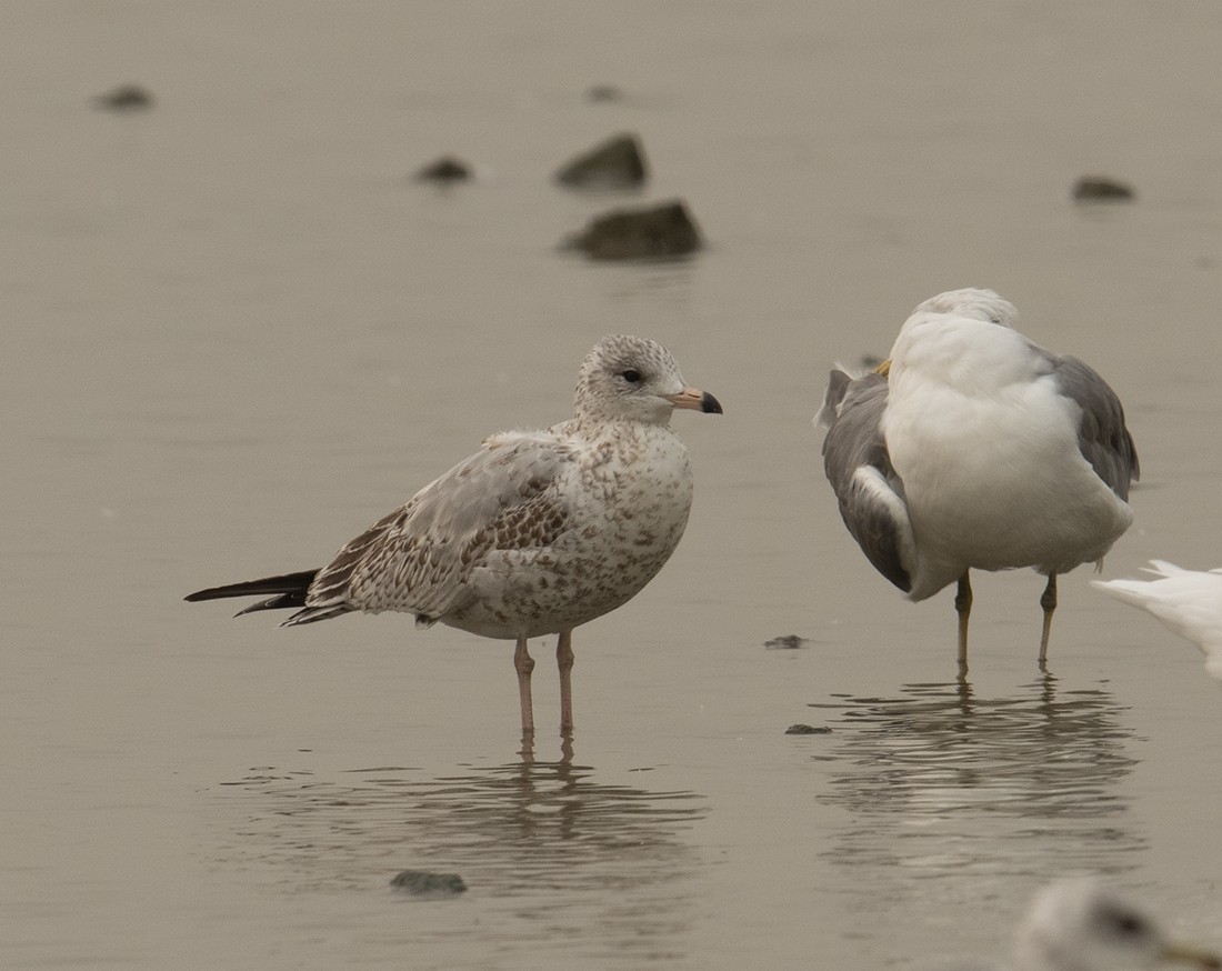 Ring-billed Gull - ML261693501