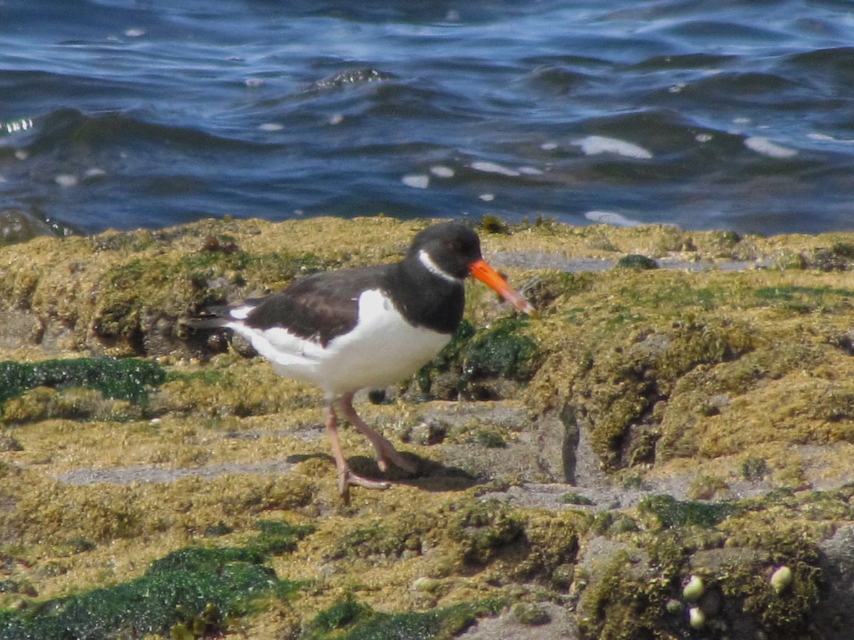 Eurasian Oystercatcher - Bruce Kerr