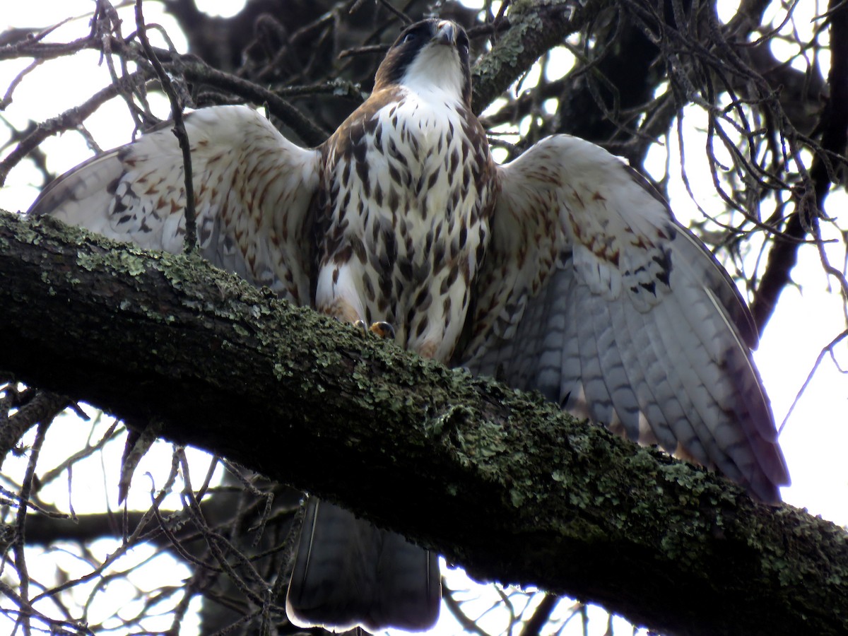 White-throated Hawk - Edison🦉 Ocaña