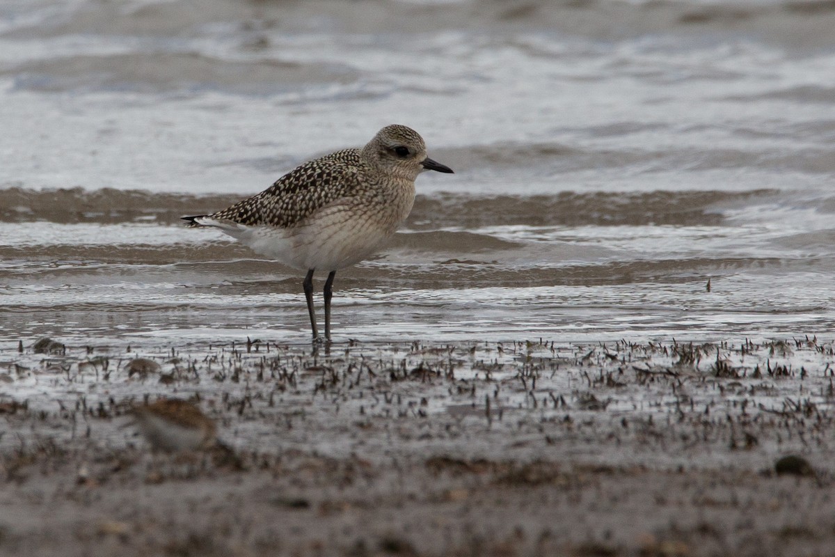 Black-bellied Plover - ML261695741