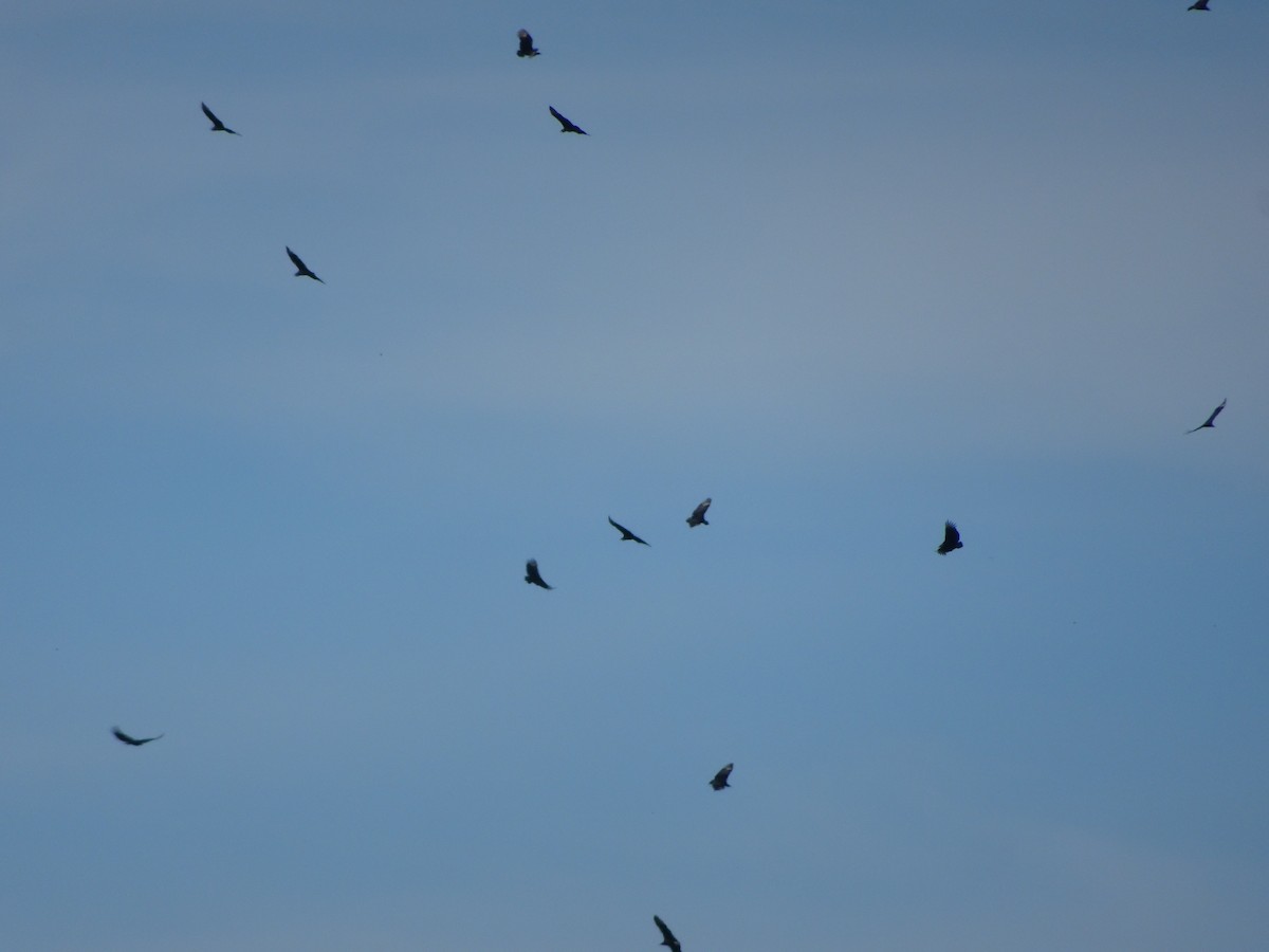 Black Vulture - Stephen Chang