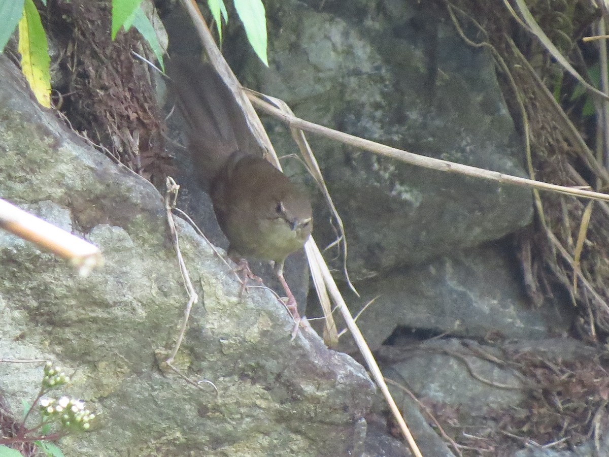 Benguet Bush Warbler - Mads Bajarias