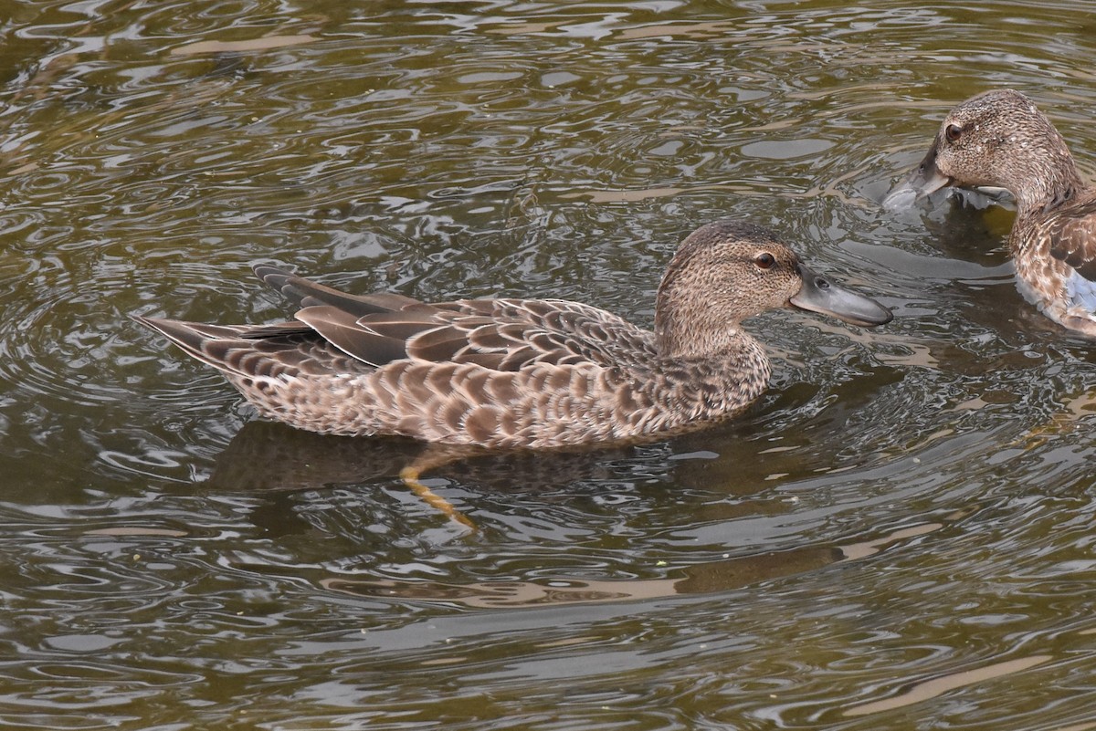 Cinnamon Teal - Thomas Van Huss