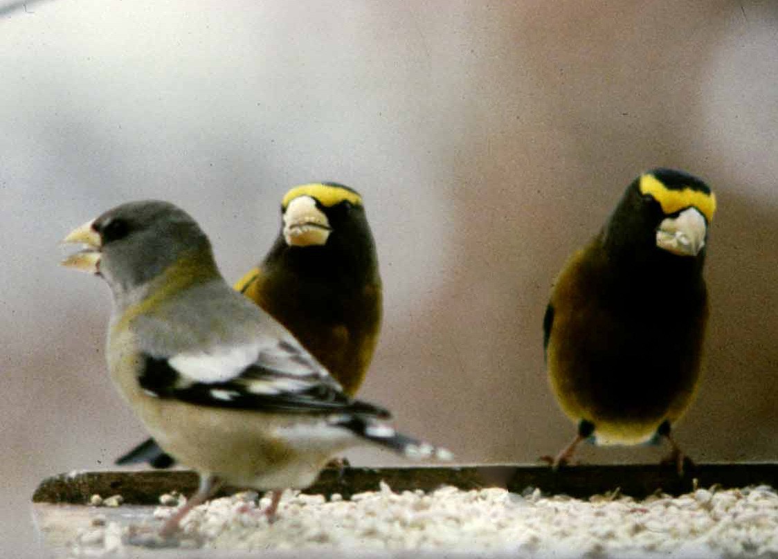 Evening Grosbeak - ML26170441